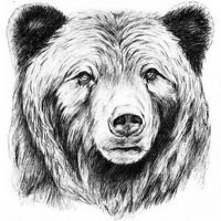 Sugar Bear