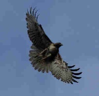 greenhawk