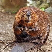 Traveler beaver