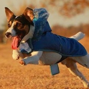 alex99