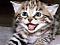 Babycat69